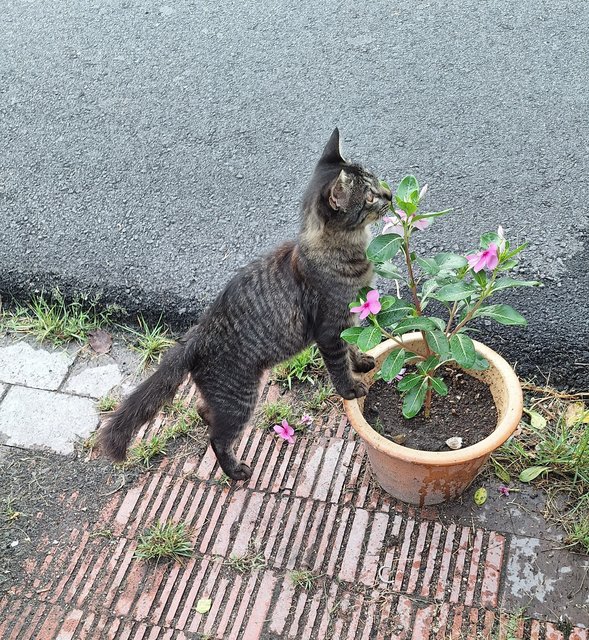 Mocha - Domestic Medium Hair Cat