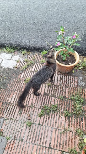 Mocha - Domestic Medium Hair Cat