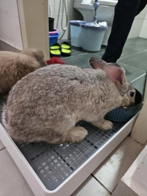 Fluffy - Chinchilla Rabbit