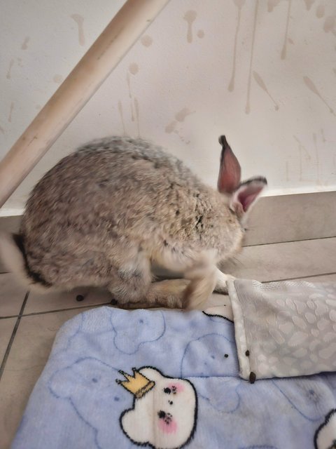 Fluffy - Chinchilla Rabbit