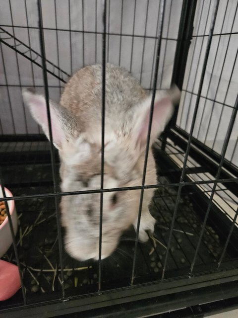 Fluffy - Chinchilla Rabbit