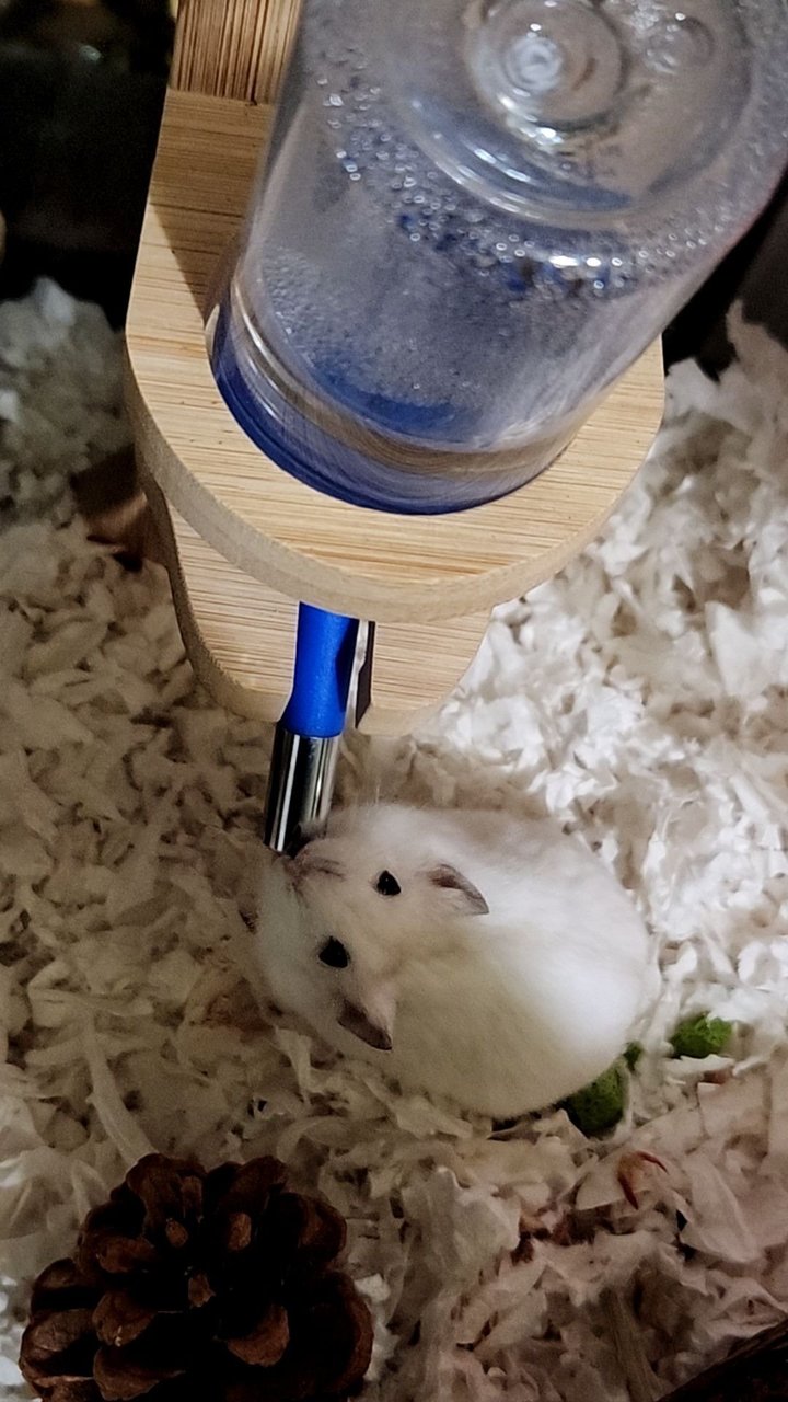 Damy &amp; Anya - Short Dwarf Hamster + Syrian / Golden Hamster Hamster