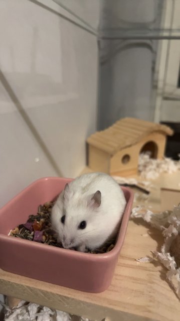 Damy &amp; Anya - Short Dwarf Hamster + Syrian / Golden Hamster Hamster