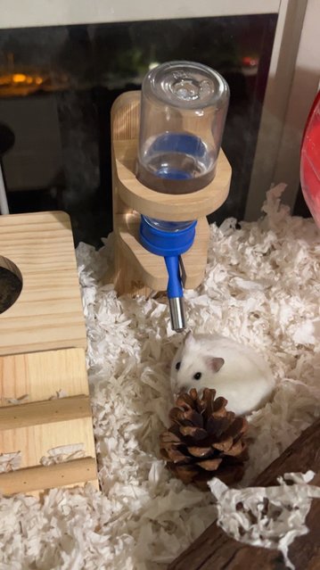 Damy &amp; Anya - Short Dwarf Hamster + Syrian / Golden Hamster Hamster