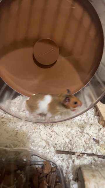 Damy &amp; Anya - Short Dwarf Hamster + Syrian / Golden Hamster Hamster