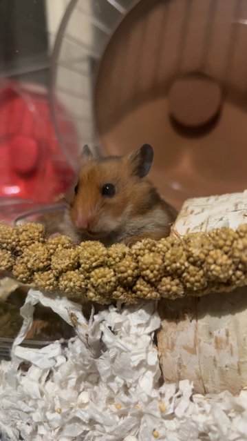 Damy &amp; Anya - Short Dwarf Hamster + Syrian / Golden Hamster Hamster