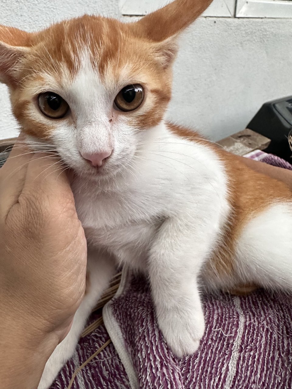 Oyen Koi  - Domestic Short Hair Cat