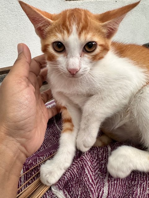 Oyen Koi  - Domestic Short Hair Cat