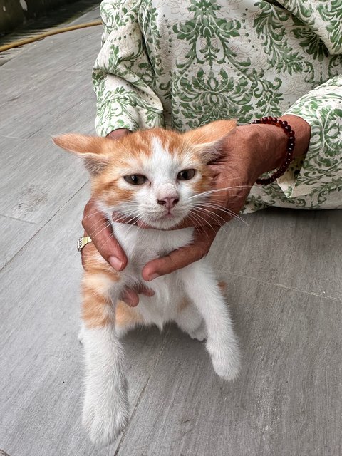 Oyen Koi  - Domestic Short Hair Cat