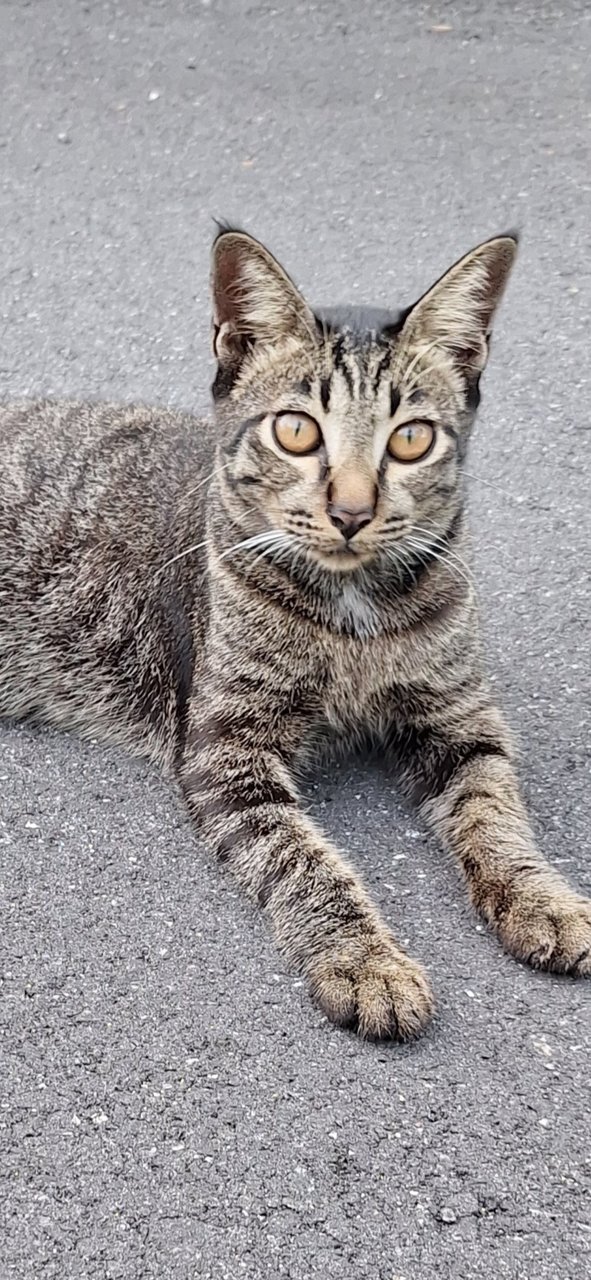 Coca - Domestic Short Hair Cat