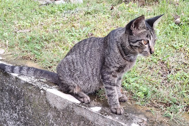 Coca - Domestic Short Hair Cat
