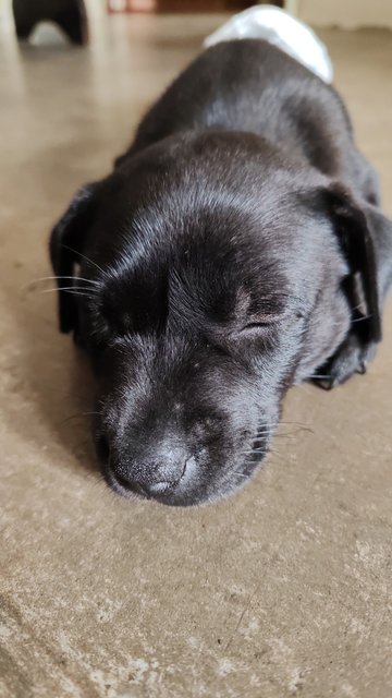 Goofy - Mixed Breed Dog