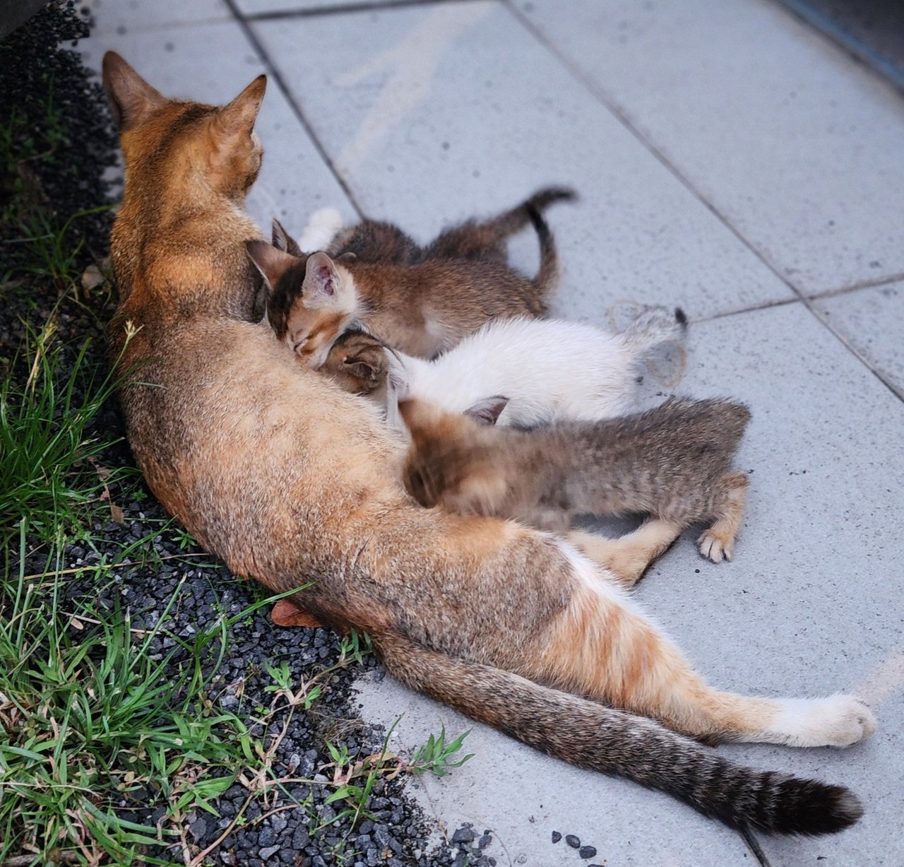 Cotton Butt;tinker Bell;al Dante - Domestic Short Hair Cat