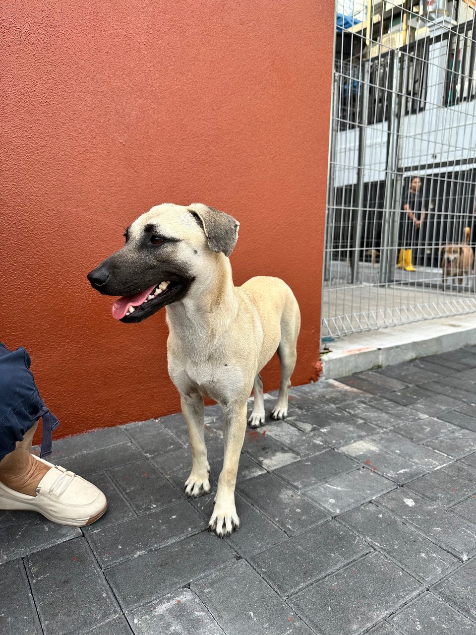 Joy - Black Mouth Cur Dog