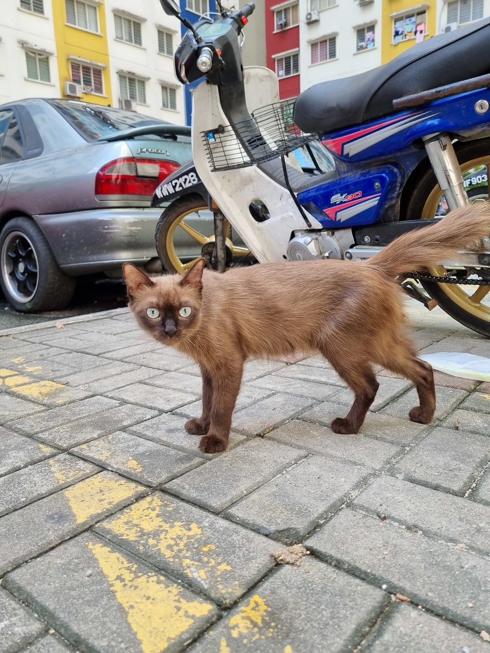 Amy - Balinese Cat