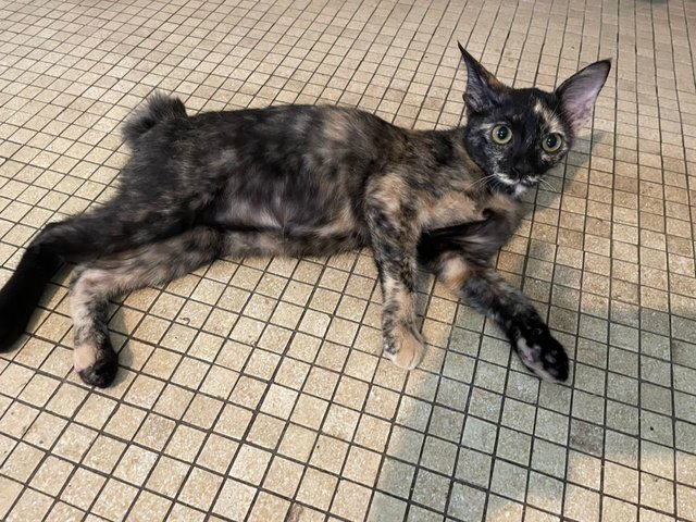 PF134897 - Tortoiseshell Cat