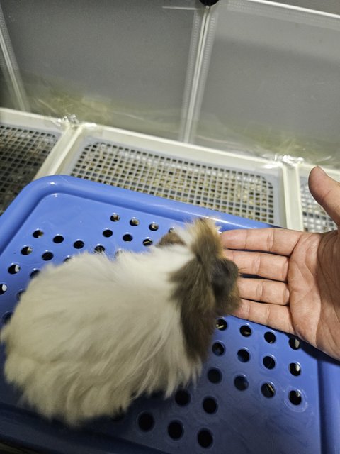 Little Adrian - Guinea Pig Small & Furry