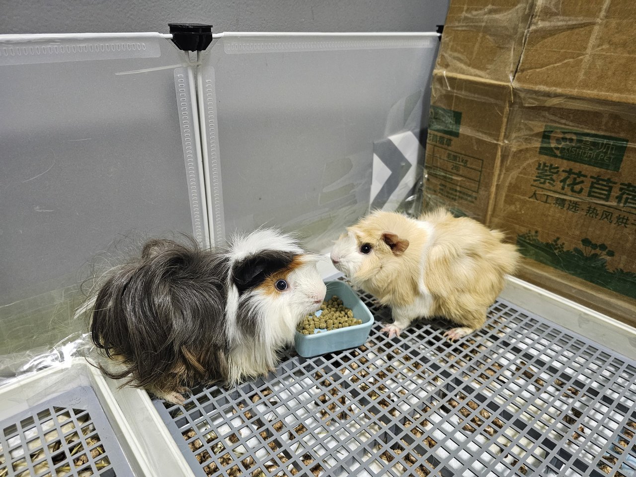 Abby &amp; Author - Guinea Pig Small & Furry