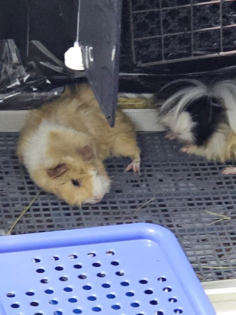 Abby &amp; Author - Guinea Pig Small & Furry