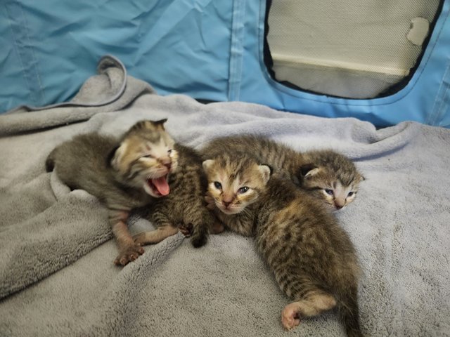 Mailbox Kittens - Domestic Short Hair Cat