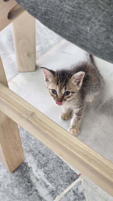 Mailbox Kittens - Domestic Short Hair Cat