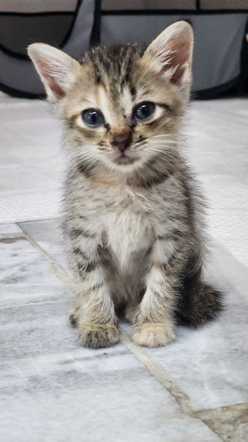 Mailbox Kittens - Domestic Short Hair Cat