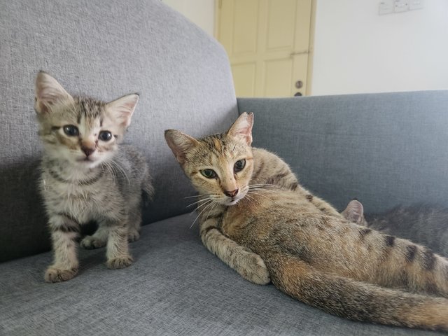 Mailbox Kittens - Domestic Short Hair Cat