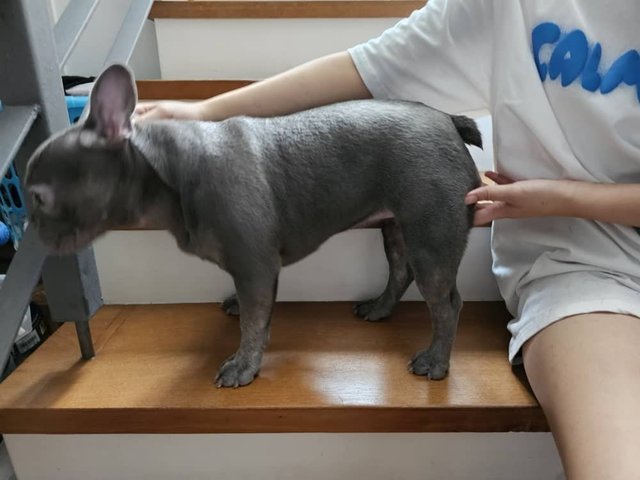 Dans / Niu Niu - French Bulldog Dog