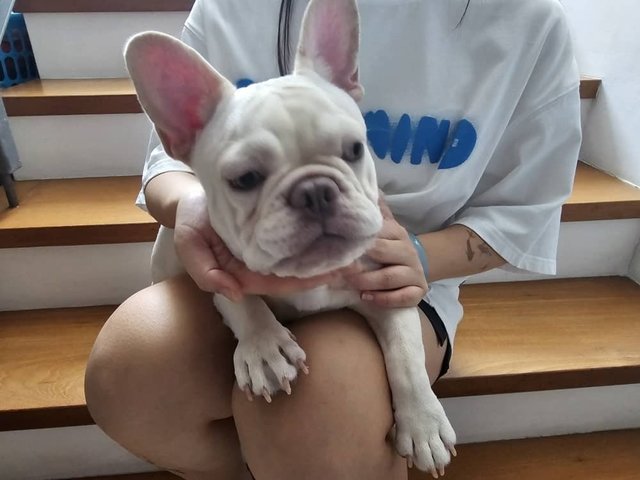 Dans / Niu Niu - French Bulldog Dog