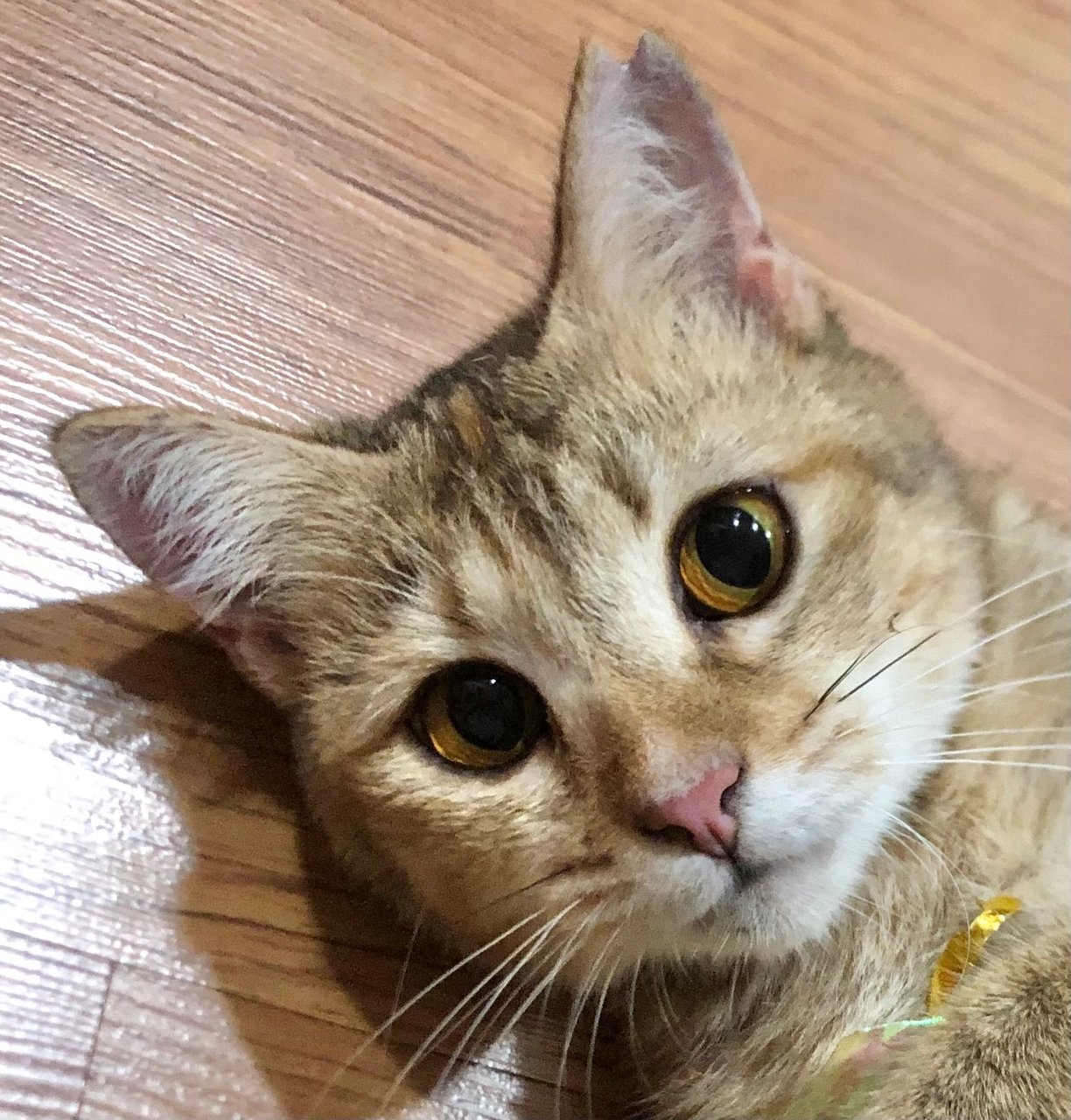 Miumiu - Domestic Short Hair Cat