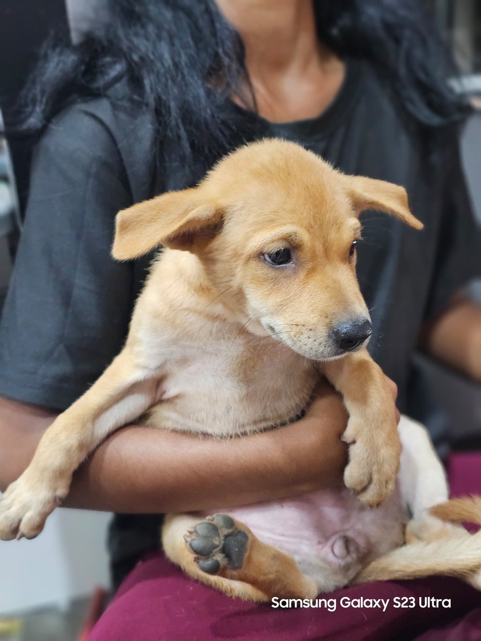 Sassy - Mixed Breed Dog