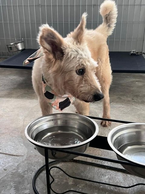 Cody - West Highland White Terrier Westie Mix Dog