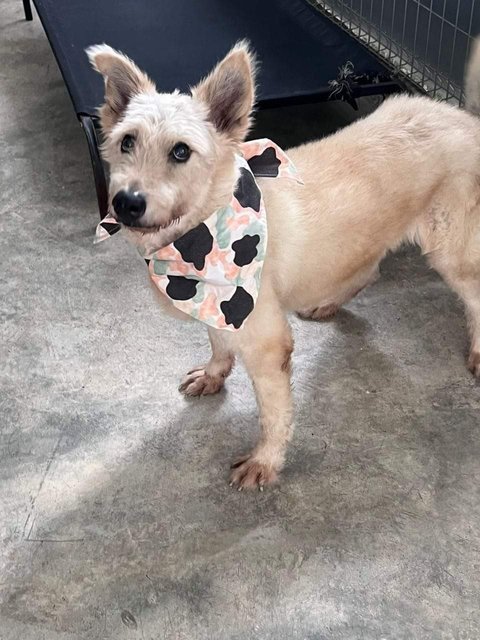 Cody - West Highland White Terrier Westie Mix Dog