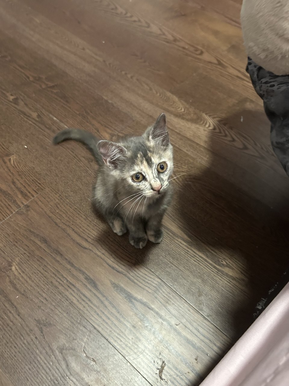 Mini - British Shorthair + Domestic Short Hair Cat