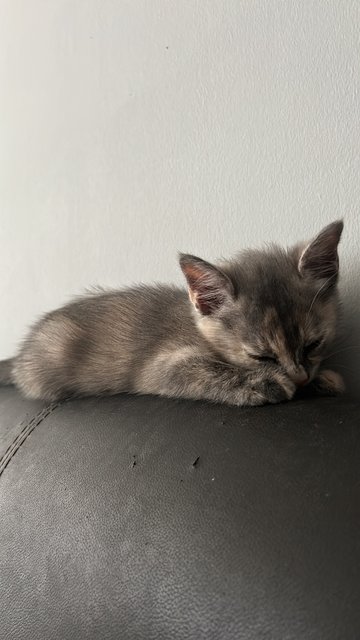 Mini - British Shorthair + Domestic Short Hair Cat