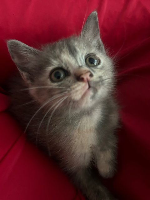 Mini - British Shorthair + Domestic Short Hair Cat