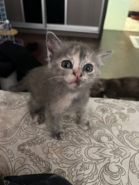 Mini - British Shorthair + Domestic Short Hair Cat