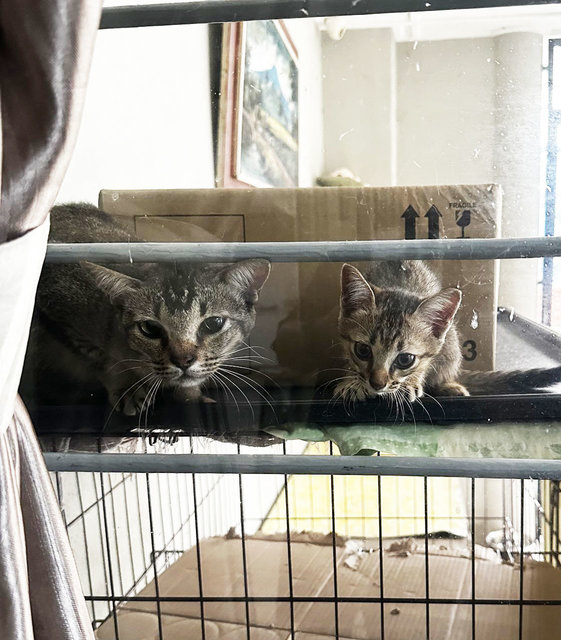 Obi And Kitten - Domestic Short Hair Cat