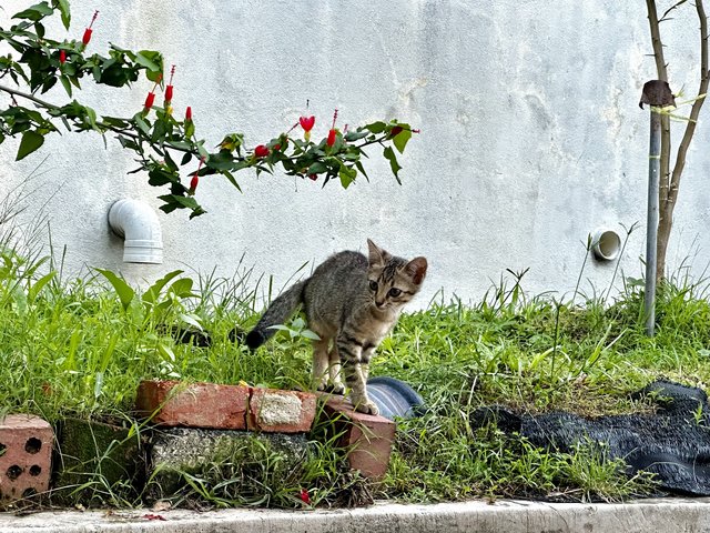 Obi And Kitten - Domestic Short Hair Cat