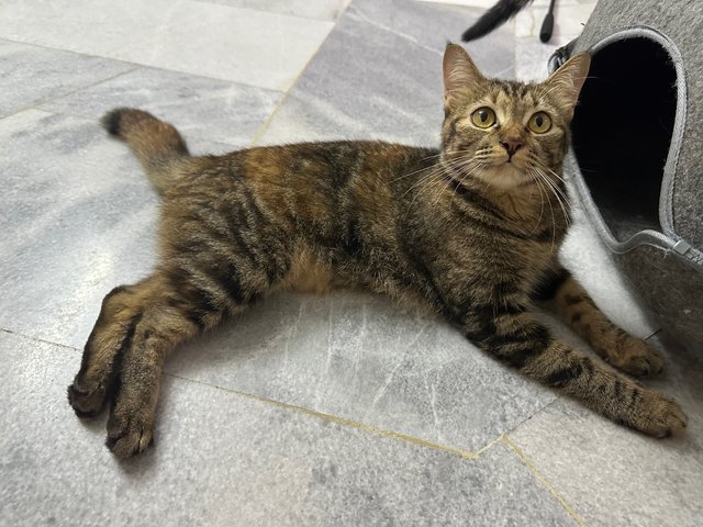 Leia - Domestic Short Hair Cat