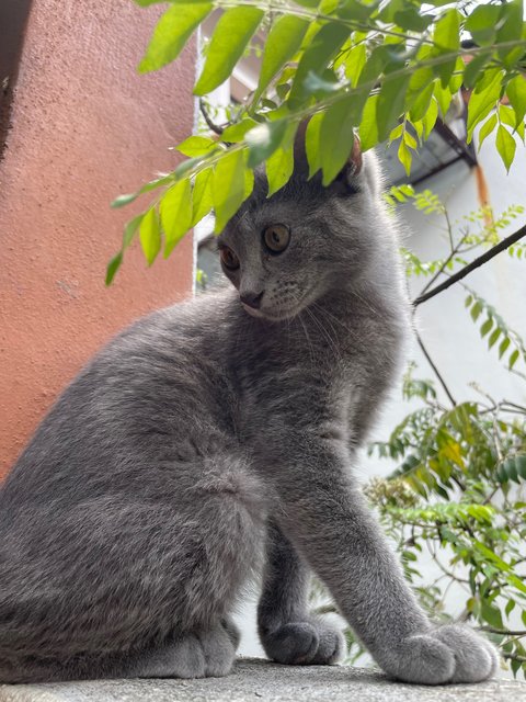 Comel - Domestic Short Hair Cat