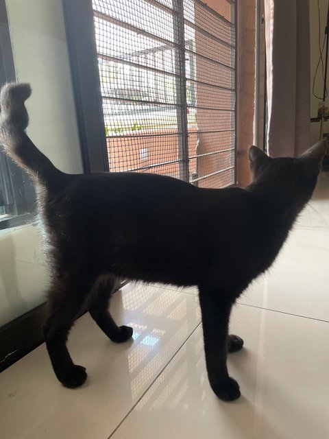 Kupi - Domestic Short Hair Cat