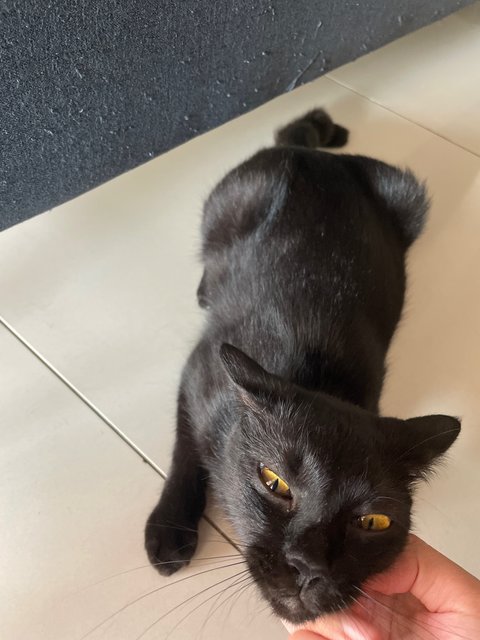 Kupi - Domestic Short Hair Cat