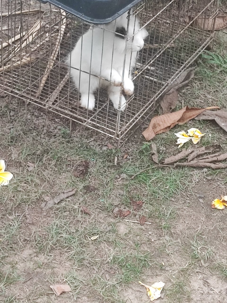 Baby Yami - American + American Fuzzy Lop Rabbit