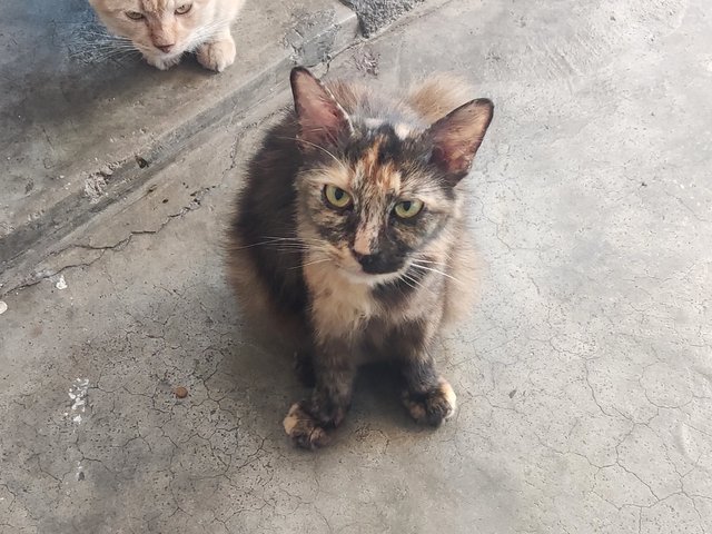 Mama &amp; 4 Kittens - Tortoiseshell Cat