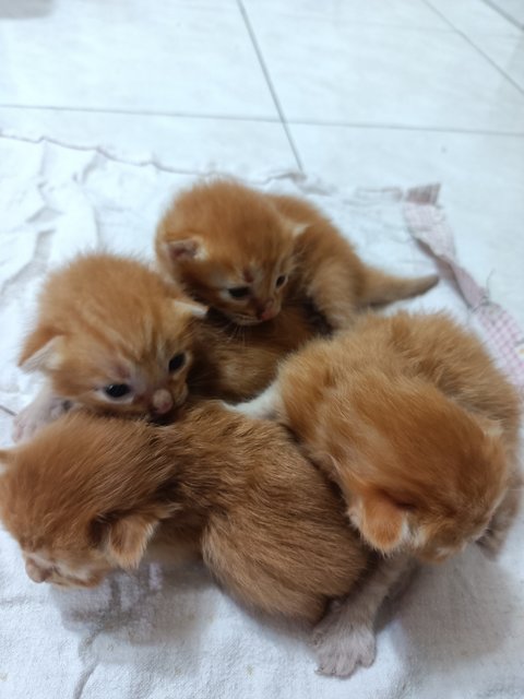 Mama &amp; 4 Kittens - Tortoiseshell Cat