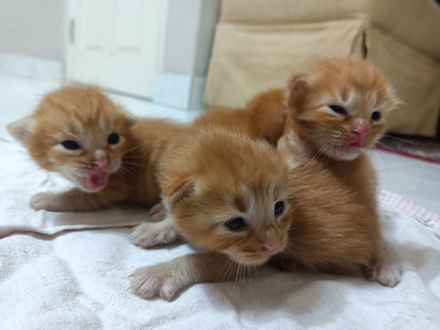 Mama &amp; 4 Kittens - Tortoiseshell Cat