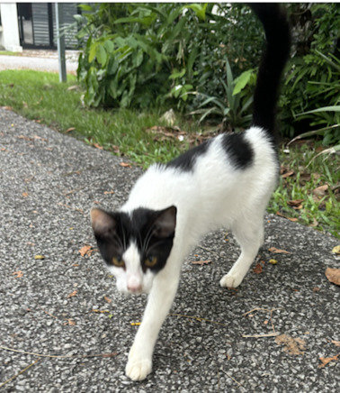 Prince - Domestic Short Hair Cat