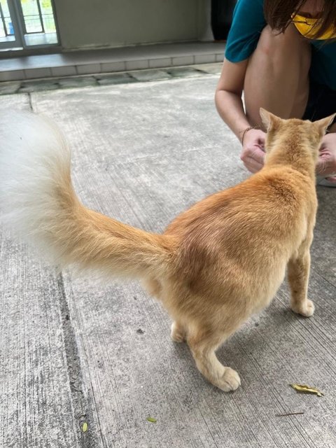 Mango The Preggo - Domestic Long Hair Cat