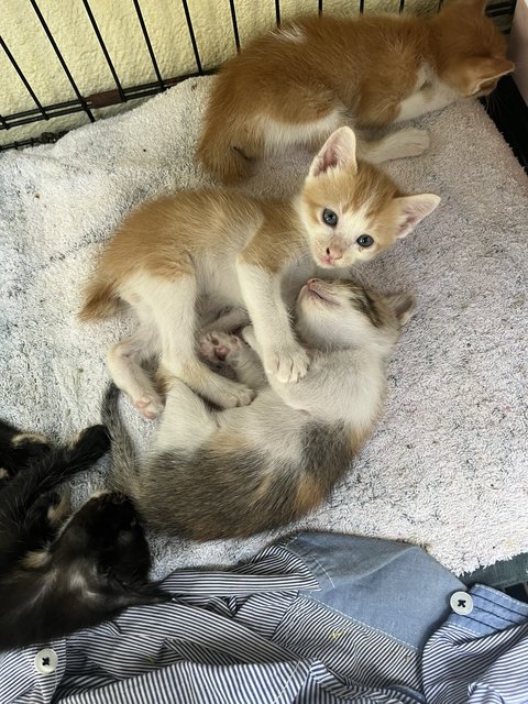 Mango The Preggo - Domestic Long Hair Cat